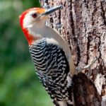 redbelliedwoodpecker
